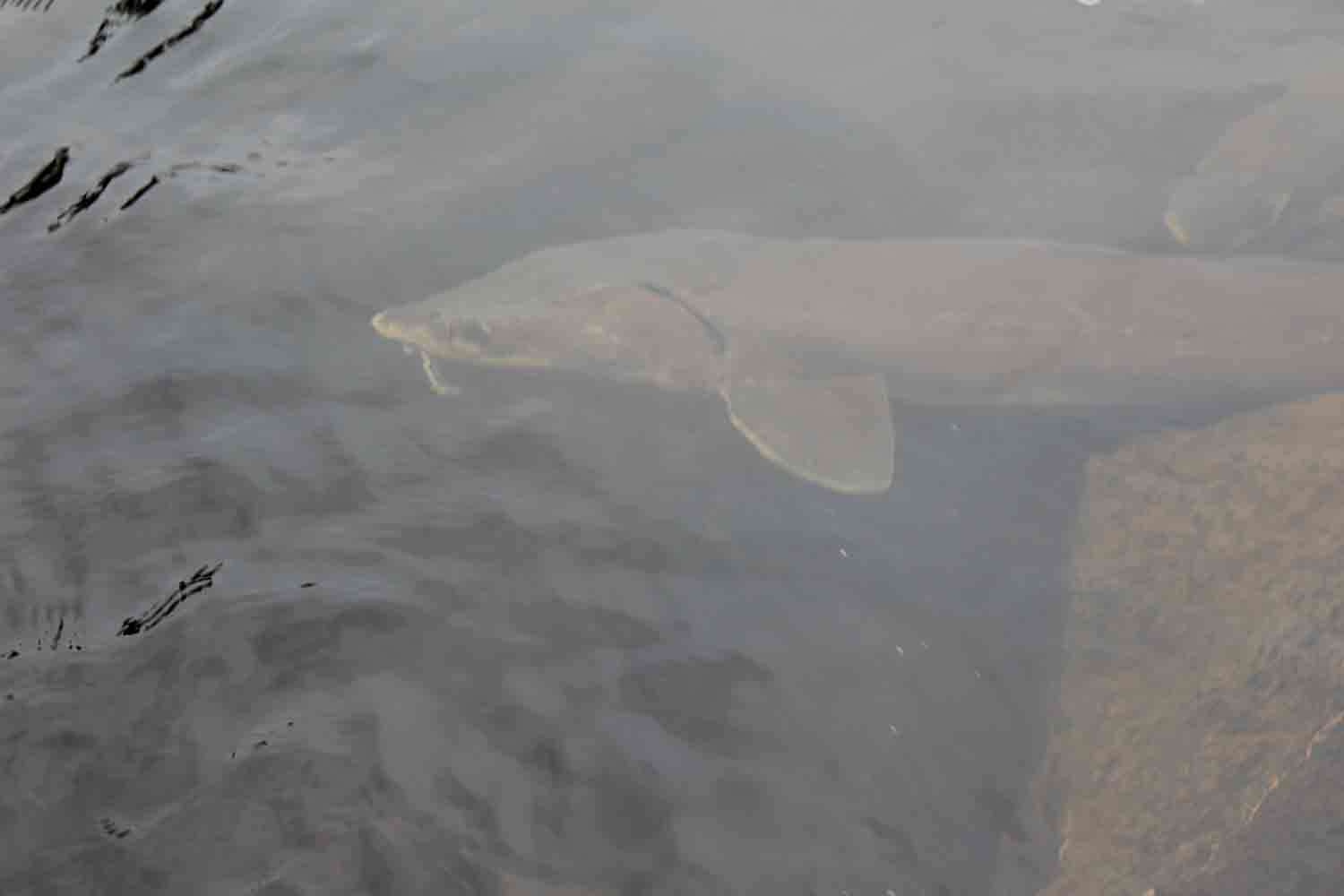 A sturgeon in the Mattagami River