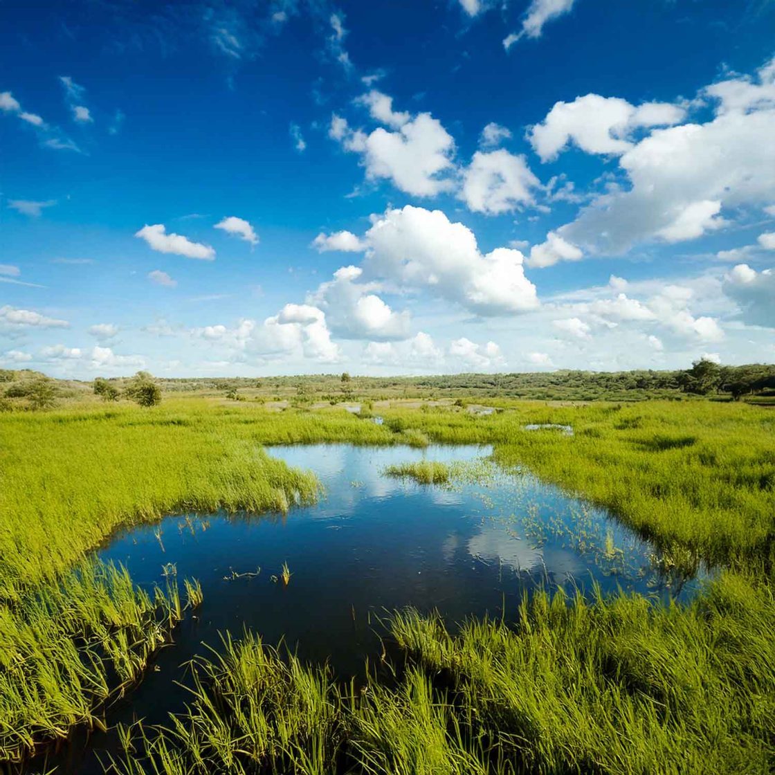 Rendered image of healthy wetland area