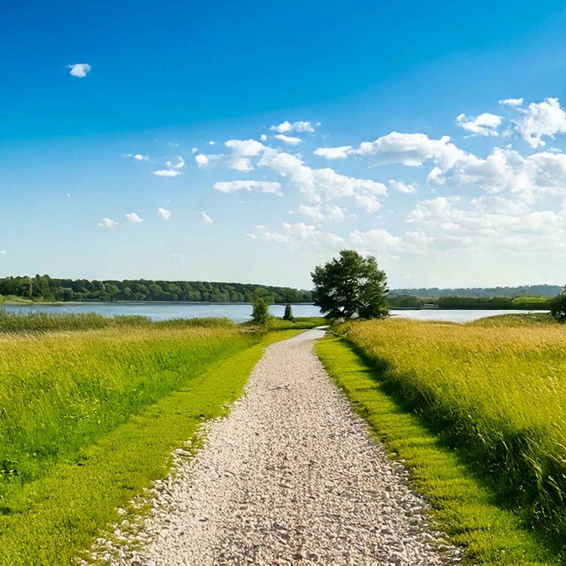 Treed trail alongside a lake